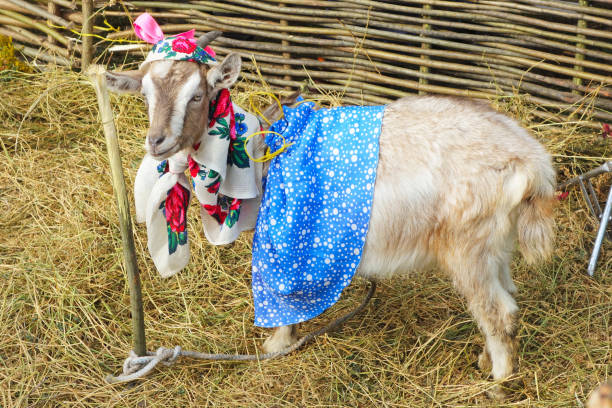 Comic composition with a ruffled young goat