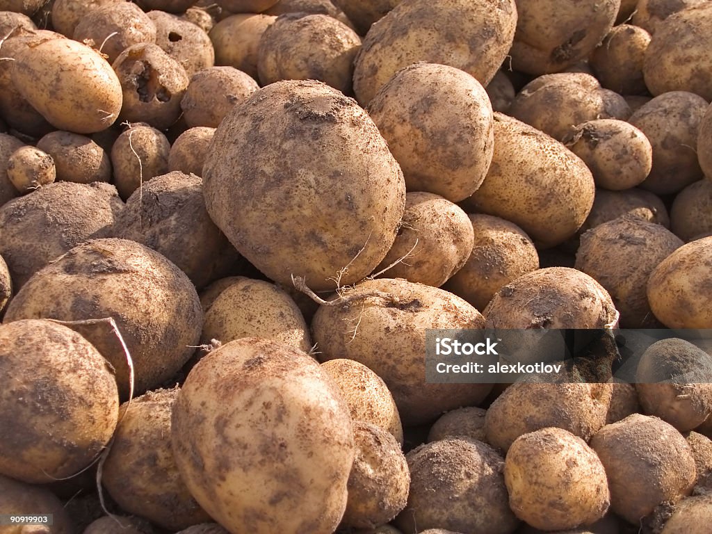 Papas - Foto de stock de Abundancia libre de derechos