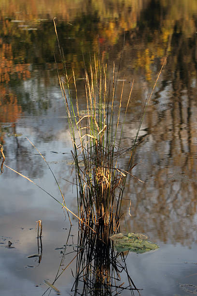 Reeds dans l'étang d'automne - Photo