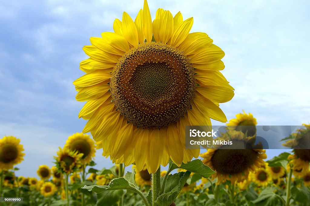 Sunflower - Royalty-free Amarelo Foto de stock