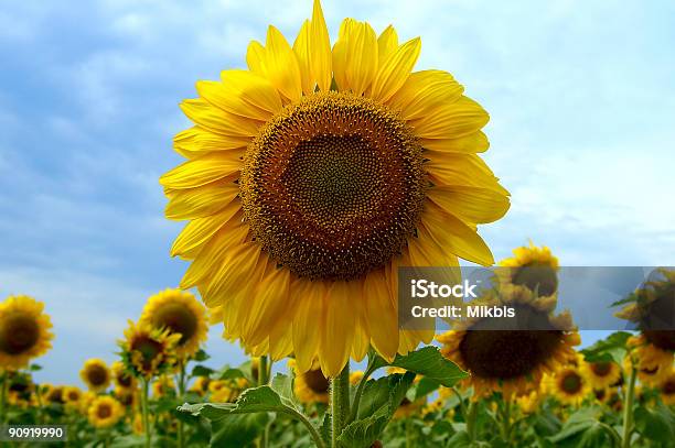 Sunflower - Fotografias de stock e mais imagens de Amarelo - Amarelo, Amor, Azul