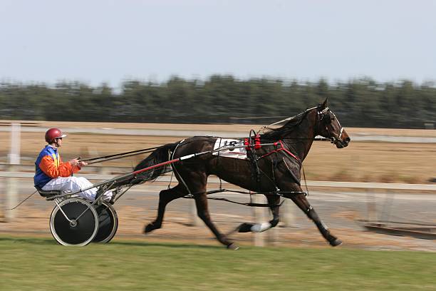 Trotting horse stock photo