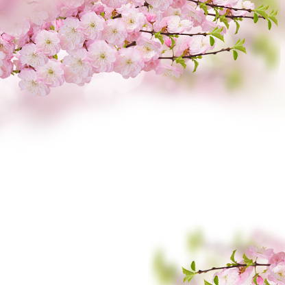 Blossoming pink sacura cherry tree flowers frame against white background