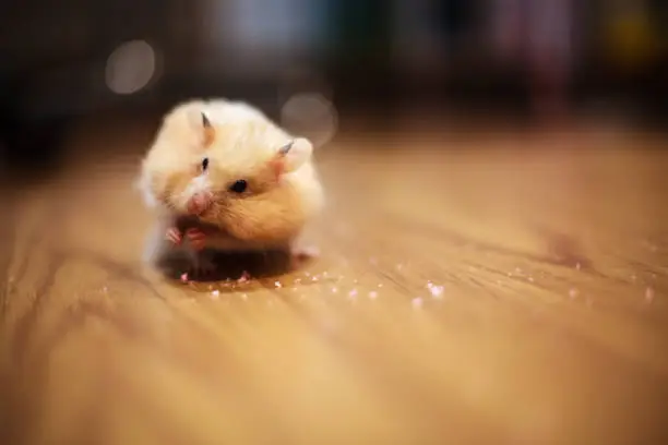 Photo of Cute Orange and White Syrian or Golden Hamster (Mesocricetus auratus) keeping food in elongated spacious cheek pouches to its shoulder on with dark blurred background. A food hoarding hamster behavior