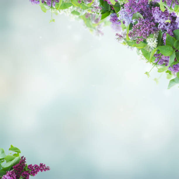 istock Bush of Lilac 909204118