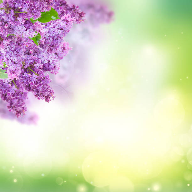 istock Bush of Lilac 909204334