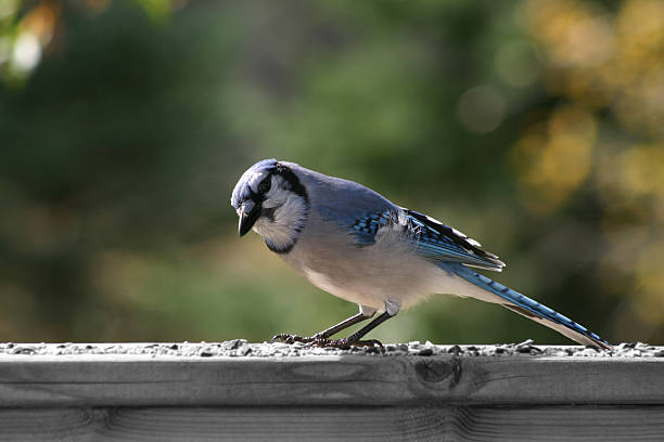 BlueJay に手すり 4 ストックフォト