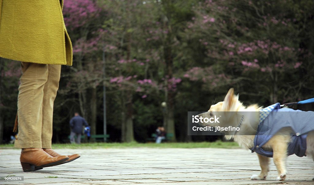 Mulher e Cão da refinação das parafinas - Royalty-free Cão Foto de stock