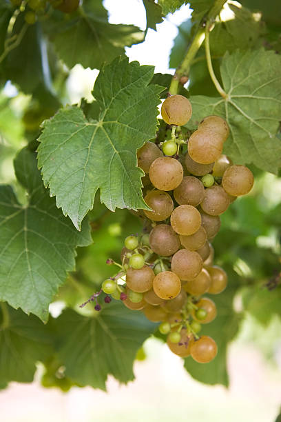 wine grapevines 6 stock photo