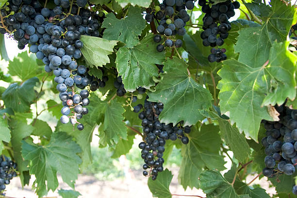 wine grapevines 7 stock photo