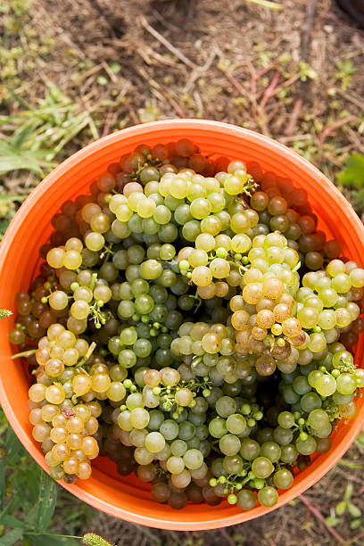 bucket-o-grapes stock photo