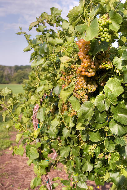 wine grapevines 9 stock photo
