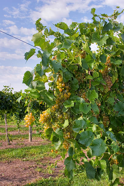 wine grapevines 10 stock photo