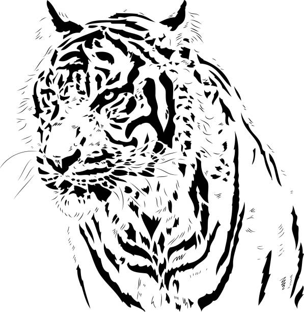 bildbanksillustrationer, clip art samt tecknat material och ikoner med tiger porträtt i svarta linjer - sumatratiger