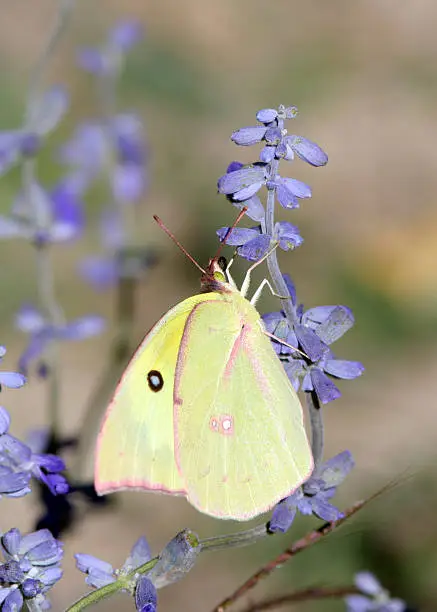 a yellow southern dogface butterfly on a purple flower