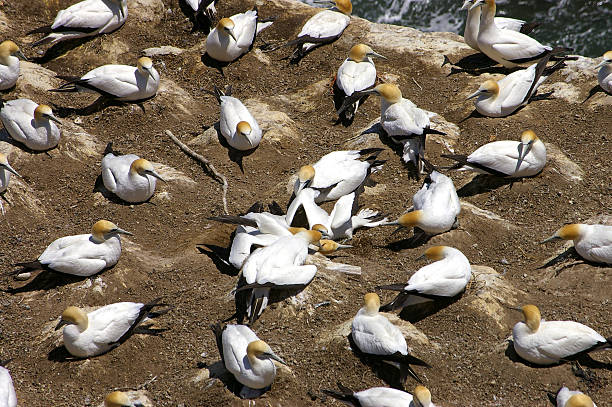 sula antintrusione calca - picking a fight foto e immagini stock