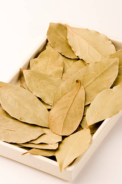 bay blätter - laurel bay leaf leav stock-fotos und bilder