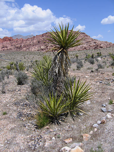 istock Yucca Plant At Red Rock Canyon 90921107