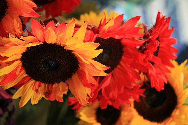 istock Sunflowers in Markets 90921218