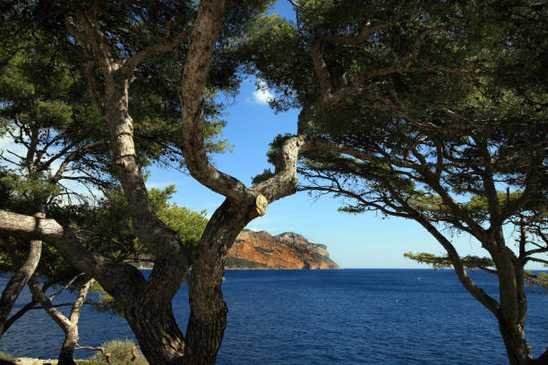 istock Mediterranean Sea Cliffs Coast Trees, French Riviera 90921221