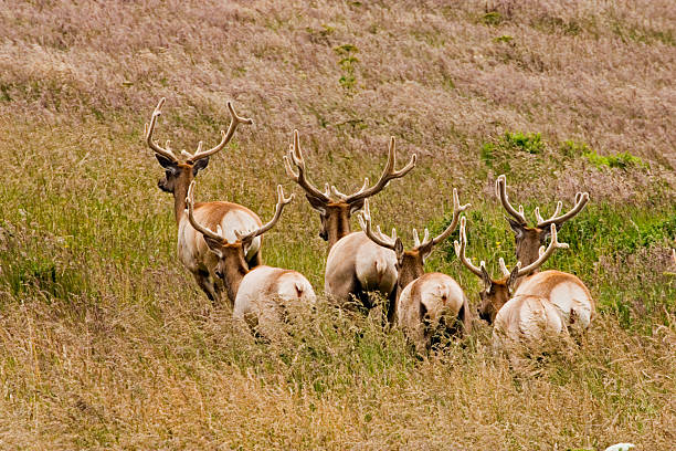 istock Tule Elk at Point Reyes National Seashore 90921247