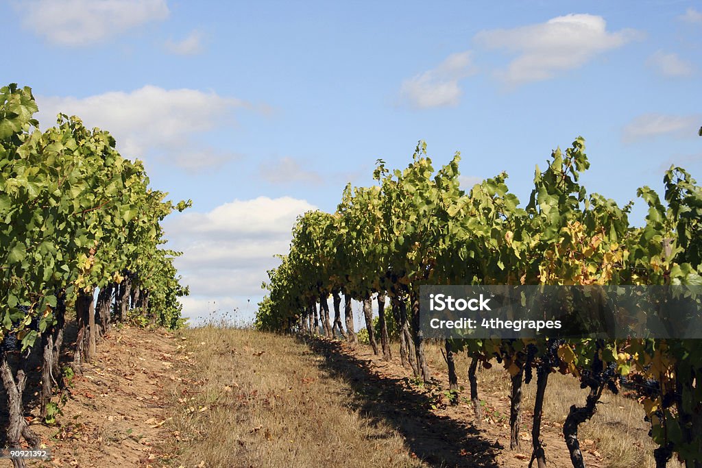 Vineyard Reihen auf einem Hügel - Lizenzfrei Agrarbetrieb Stock-Foto