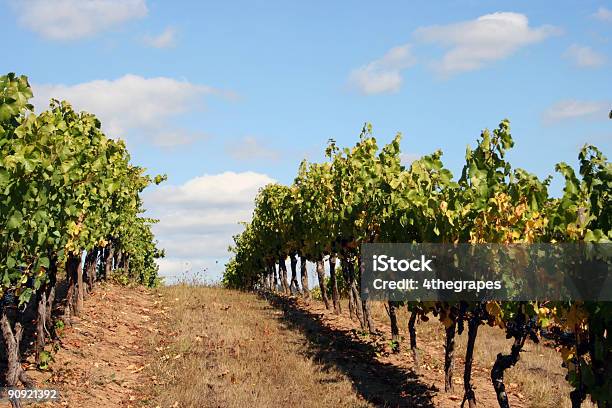 Vineyard Reihen Auf Einem Hügel Stockfoto und mehr Bilder von Agrarbetrieb - Agrarbetrieb, Anhöhe, Berggipfel