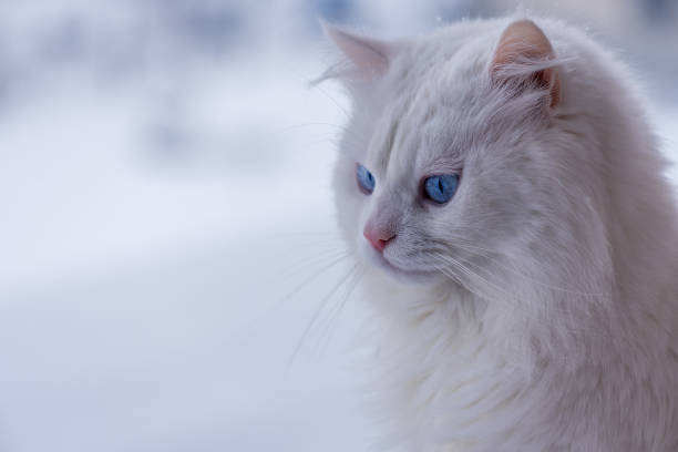 istock Portrait white cat in the snow. 909216930