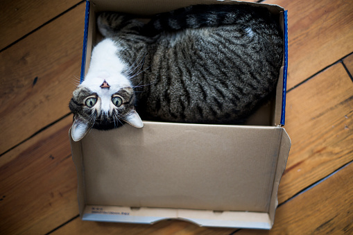 Animal, Animal Eye, Box - Container, Domestic Cat, Eye