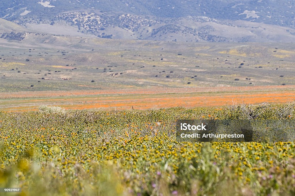 Campo de amapolas - Foto de stock de Agricultura libre de derechos