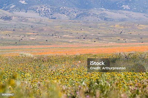 Campo De Papoila - Fotografias de stock e mais imagens de Agricultura - Agricultura, Ao Ar Livre, Cabeça de Flor