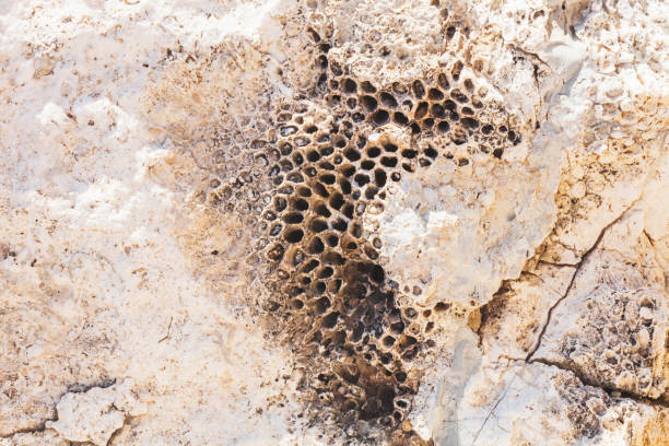 istock Triphobobia texture. Holes in rock 909220142