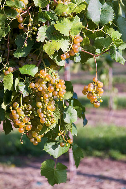 wine grapevines 3 stock photo