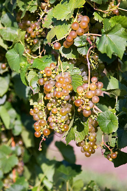 wine grapevines 4 stock photo