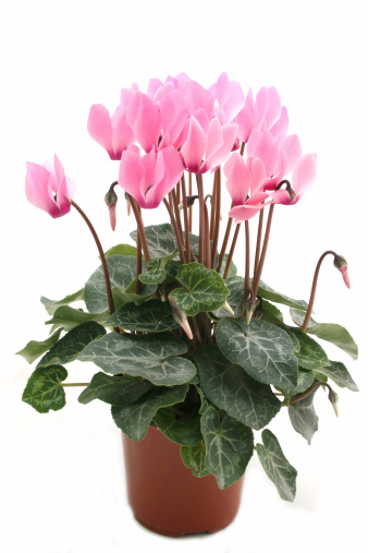 Pink cyclamen on a white background. Very suitable for (e)cards. 