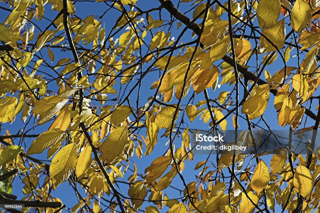 Yellow leaves & blue sky  Autumn Stock Photo