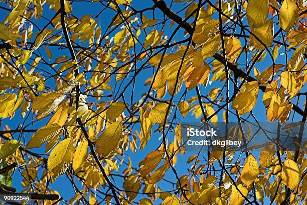 Yellow Leaves Blue Sky Stock Photo - Download Image Now - Autumn, Backgrounds, Blue