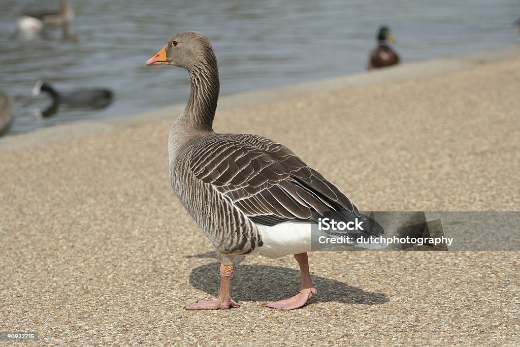 Goose est à pied de l'eau - Photo de Eau libre de droits
