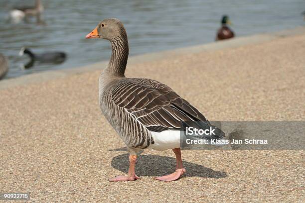 Photo libre de droit de Goose Est À Pied De Leau banque d'images et plus d'images libres de droit de Eau - Eau, Faune, Horizontal