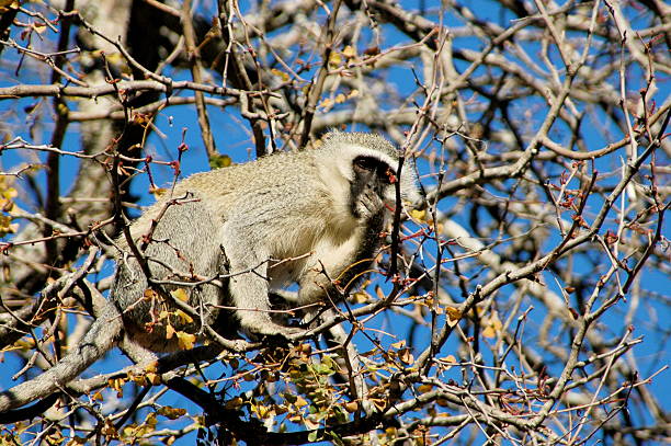 Macaco em uma árvore - foto de acervo