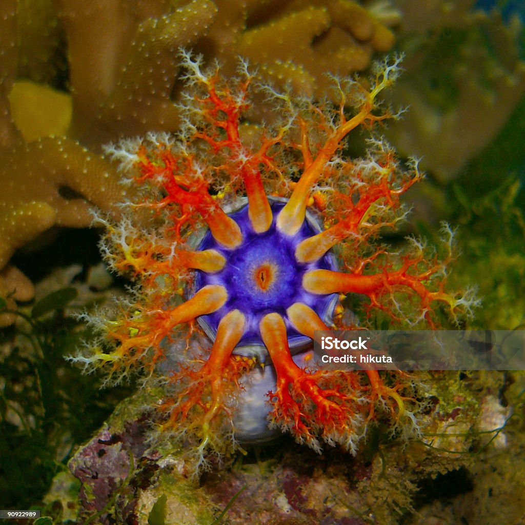 Sea cucumber in aquarium Rainbow-colored echinoderm - holothurian Animal Stock Photo