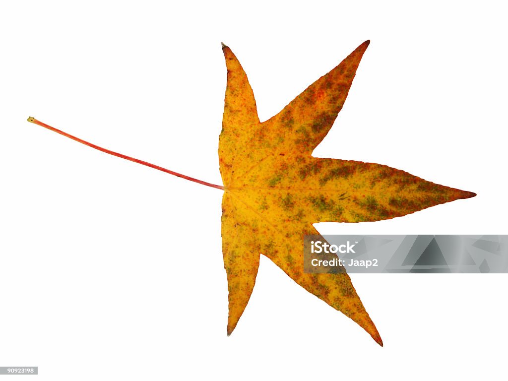 アンバーの葉 - カラー画像のロイヤリティフリーストックフォト