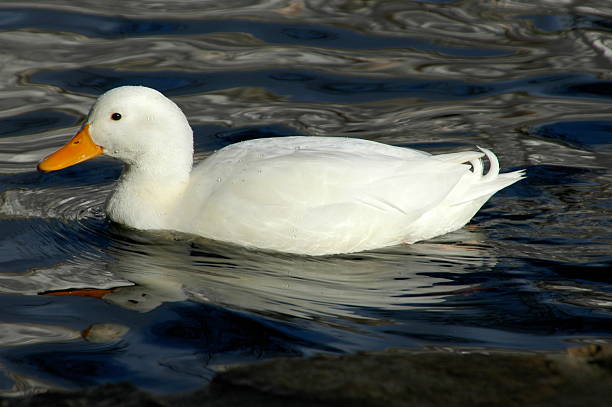 Cтоковое фото Белая утка