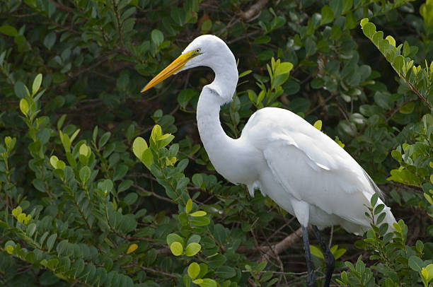 istock great white egret poses in everglades 90923540