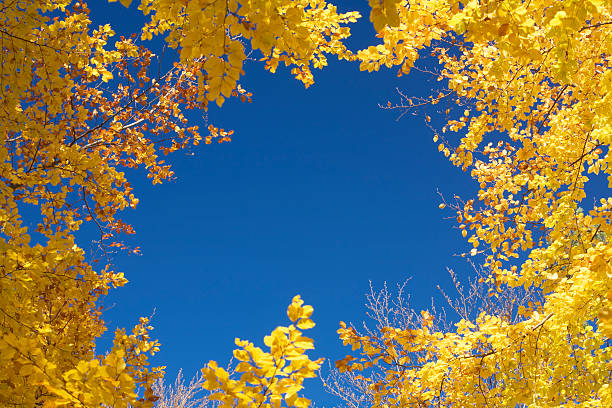 blue sky and yellow leaves stock photo
