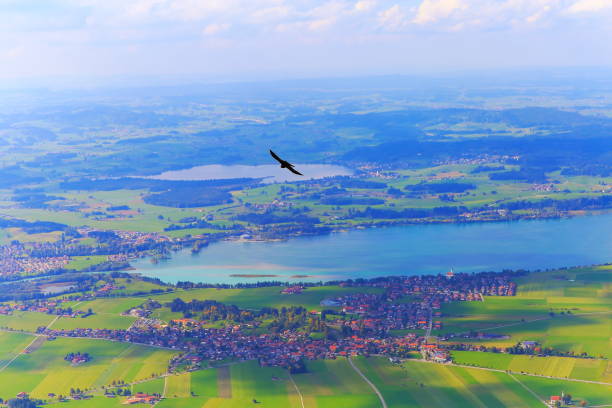 Bird flying over Forggensee lake in Bavarian alps at gold colored autumn – Fussen and Schwangau - Germany Bird flying over Forggensee lake in Bavarian alps at gold colored autumn – Fussen and Schwangau - Germany forggensee lake photos stock pictures, royalty-free photos & images