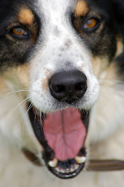 シェパード犬の顔 - austrailian ストックフォトと画像