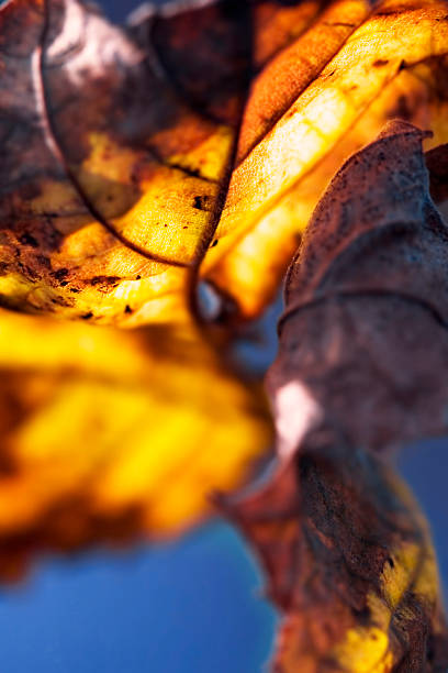 Autumn Leaf stock photo