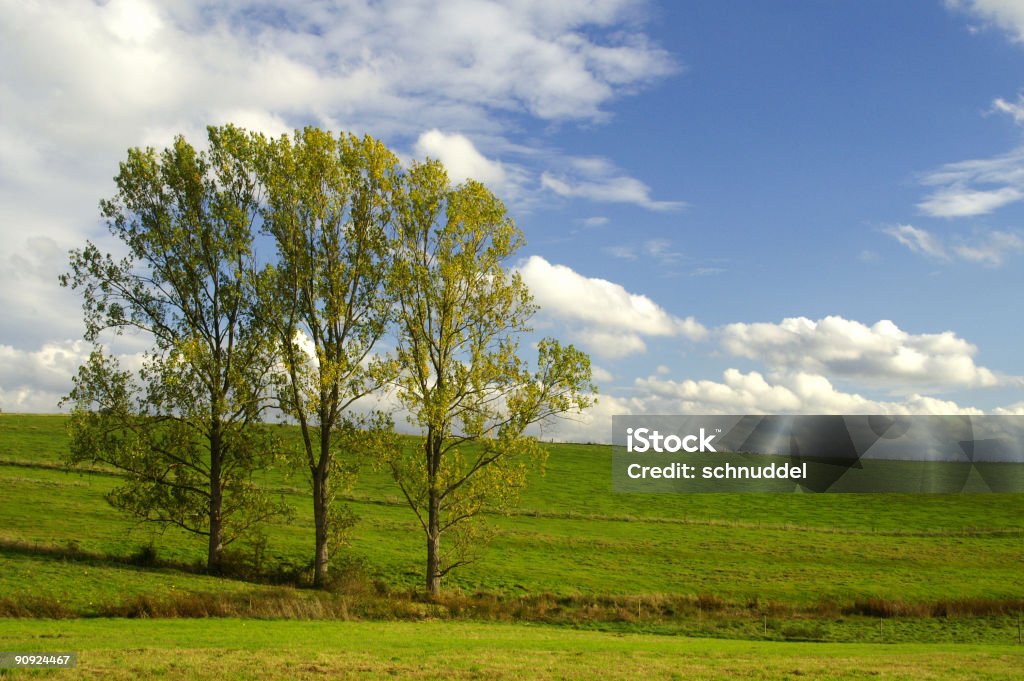 Cluster de arbres en automne - Photo de Activité de loisirs libre de droits