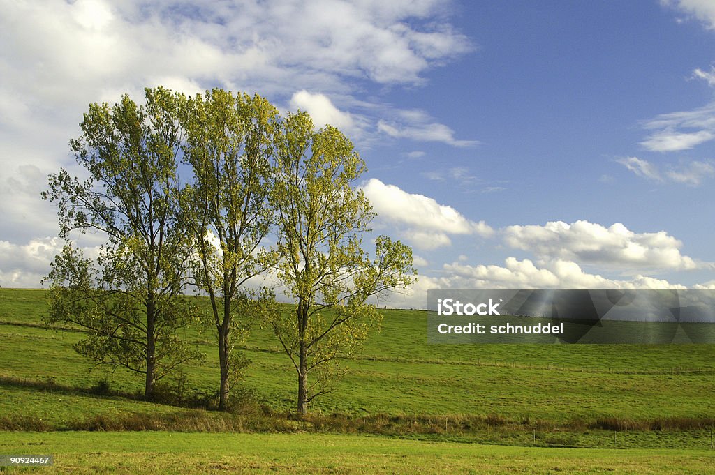 Cluster di alberi in autunno - Foto stock royalty-free di Affollato